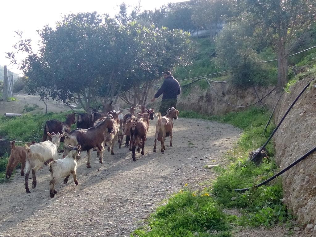 Keramos Otel Zarós Dış mekan fotoğraf